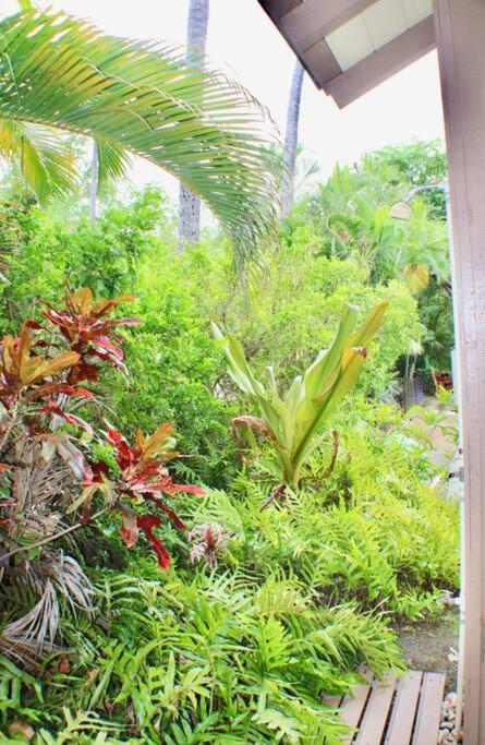 Apartamento King Palm Ocean Views King Bed Walk To Free Wifi Parking Bbq